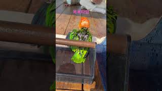 #팡이 #퐁이 #카이큐앵무새 #물놀이