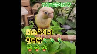 코뉴어#한국힐링대학교 #인생2막 #평생일자리 #힐링