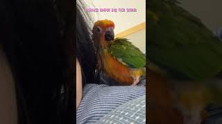 #썬코뉴어 써니를 소개합니다 #shorts #parro…