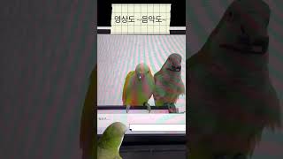 뭘 눌른거야? #앵무새 #퀘이커 #parrot #슬로우 영상