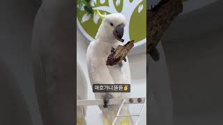 뜯뜯하는  크림이 #parrot #birds #bird…