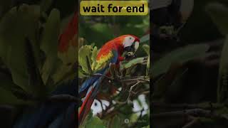 Meet the World’s Most Colorful Birds! #facts #shortvideo #trending