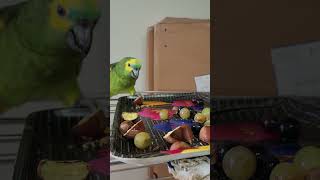 귀농귀촌 아마존앵무새 밤이랑 포도먹기