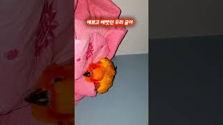 #썬코뉴어  #앵무새 #애완조