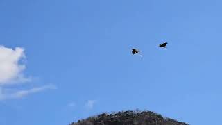 #아마존앵무새 이큐와 하이브리드코카투 이든이가 친구들과…