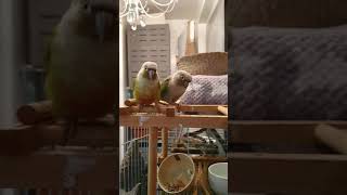 동시에 안녕~ 말하는 코뉴어^♡^