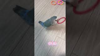 링빼기의 달인(?)이 된 꼬돌이 #앵무새 #모란앵무