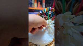 듀컵코카투예요 #birdslover #parrot #pets #birds #cute #animals #사계절앵무새 #앵무새성장 #앵무새분양