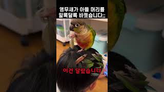 자기 몸 희생해 아들을 꾸민 앵무새의 충격적인 이유