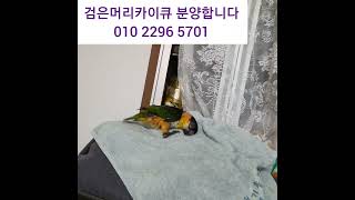 검은머리카이큐 분양합니다완전순하고 입질없어 아무한테나 …