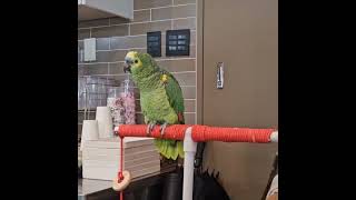 서울랜드에 있는 아리랑 부르는 앵무새 ㅋㅋㅋㅋ  마지막킬포 "아리랑해봐" #아마존앵무새 #parrot #앵무새 #birds #앵집사 #앵무새카페 #서울랜드