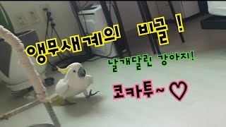 앵무새계의 비글  코카투가  혼자서 노는법
