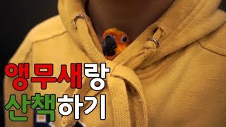 앵무새와 산책하기. 몰리는 산책 나가는걸 좋아해요.