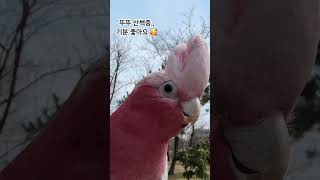 뚜뚜 산책해서 기분 좋대용 #갈라코카투 #앵무새 #코카…