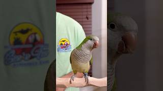 Quaker Parrot Steps On My Hand…