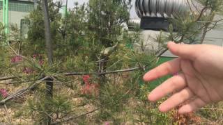 엄마 애타게 찾는 코뉴어 앵무새