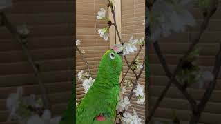 아마존은 벗꽃 봉우리 삼매경 