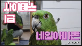 사이테스 1급 네입아마존 분양중 !