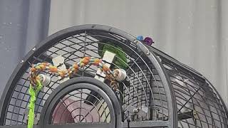 공서연(앵무)한스마카우.혼자서 말연습하고 있네요.2021.2.5