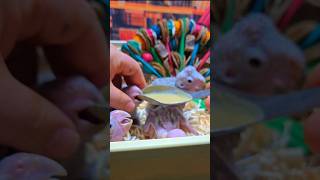 쟈딘앵무새예요. #birdslover #parrot #pets #birds #cute #animals #사계절앵무새 #앵무새성장 #앵무새분양