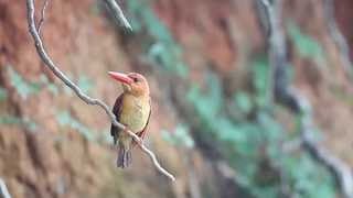 호반새ㆍ팔색조ㆍ왕새매…한려해상은 철새들의 최고 피서지