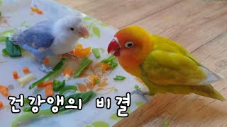 눈테모란과 코뉴어 생식 챙겨주기