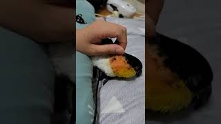 검은머리 카이큐 애완조 앵무새 쓰담쓰담