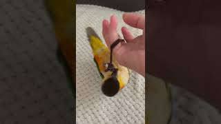 요르야... 누나 이제 고무줄 없어.... #parrot #카이큐앵무새 #birds #cute #누나 고무줄 3개째