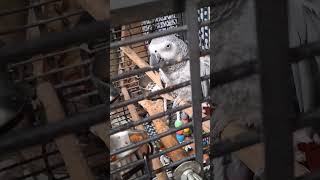 아프리카 회색앵무? 엄청 이쁜 새