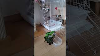 쟈딘앵무 희망이의 첫 목욕!!