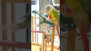갑분싸우는코뉴어럭키라떼 #shorts #코뉴어 #앵무새 #럭키라떼 #parrot