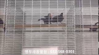 토코투칸 수입 (Toco toucan - Ramphas…