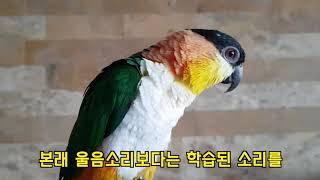카이큐 앵무새의 소리가 궁금하시다면? (#카이큐소음)