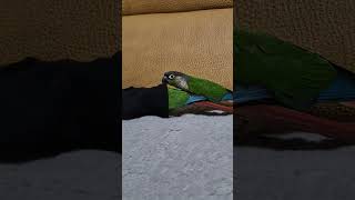 코뉴어앵무새#하랑이#하봉이#parrot#cute#bir…