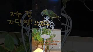 자딘앵무 검은날개 Jardine's parrot wit…