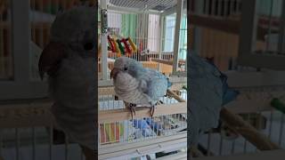 [퀘이커 앵무] 오빠, 시끄러 #parrot #quak…