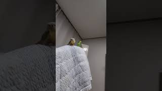 아마존앵무새  말하고 놀아주기