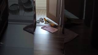 말하는 썬코뉴어앵무새