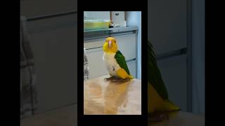 카메라 좀 아는 우리집 여배우!!    히나양을 소개합니다!!!                #카이큐 #앵무새 #parrot #caique