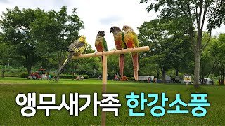 [앵무파파] 앵무새가족 한강공원 소풍, 파인애플코뉴어, 이사벨펄왕관앵무새, 레드옐로우사이드코뉴어, 코니, 베리, 연두, 초롱이의 좌충우돌 한강나들이 가족여행 [2020.07.26]