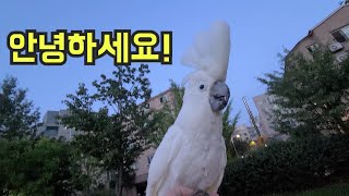 링고랑 저녁 찬책 [ 앵무새야? 강아지야? ] 안녕 안녕하세요 아빠