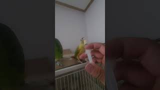 귀농귀촌 아마존앵무새 이유식먹기