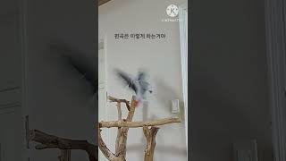 앵무새ㅡ순돌이의 편곡 실력