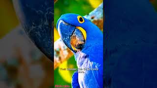 hyacinth macaw#hyacinth macaw …