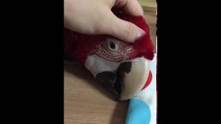 홍금강 앵무새 만져주기