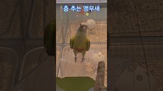 춤 추는 앵무새 나도 데려가주세용~