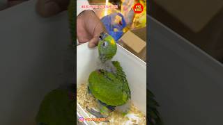 Yellow crown, Amazon Bird avai…