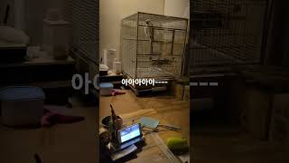 아아아아아... 코카투