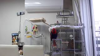 뉴기니아 루비 관찰캠 25.8.8.