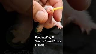 Feeding Day 5 Caique Parrot Chick.